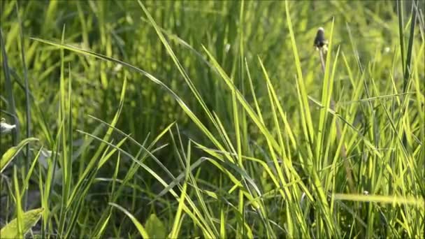 herbe se déplace dans le vent 