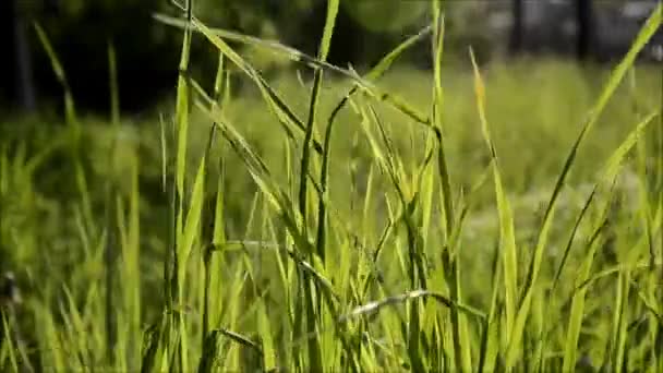 Трава движется по ветру — стоковое видео