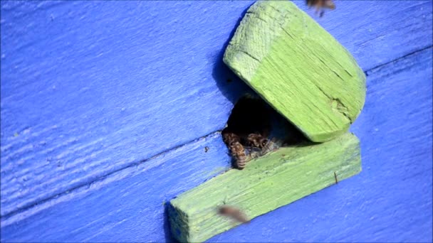 Las abejas vuelan a sus colmenas. Primavera — Vídeos de Stock