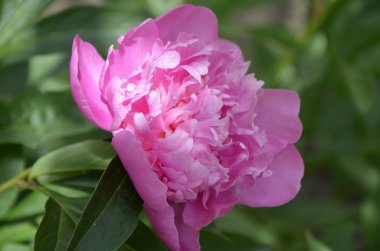 Pembe şakayık, kırmızı şakayık bu.