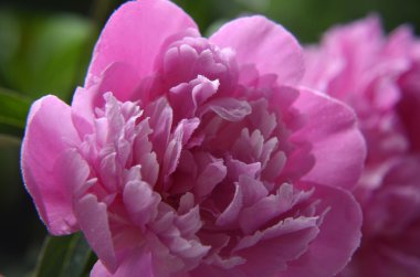 pembe Şakayık waterdrops ile yakın çekim yüksek anahtar