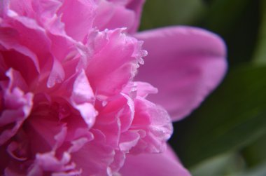 pembe Şakayık waterdrops ile yakın çekim yüksek anahtar