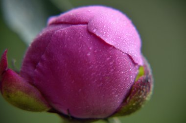 pembe Şakayık waterdrops ile yakın çekim yüksek anahtar