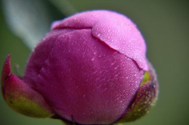 pembe Şakayık waterdrops ile yakın çekim yüksek anahtar