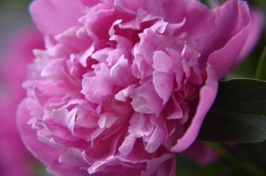 pembe Şakayık waterdrops ile yakın çekim yüksek anahtar