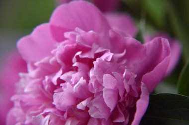 pembe Şakayık waterdrops ile yakın çekim yüksek anahtar