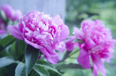 Şakayık Çiçeği arka plan. Şakayık çiçekleri closeup