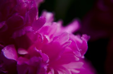 Şakayık Çiçeği arka plan. Şakayık çiçekleri closeup