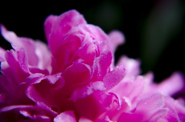 Şakayık Çiçeği arka plan. Şakayık çiçekleri closeup