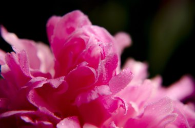 Şakayık Çiçeği arka plan. Şakayık çiçekleri closeup