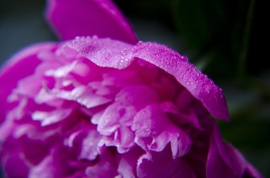 Şakayık Çiçeği arka plan. Şakayık çiçekleri closeup