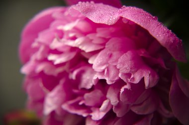 Şakayık Çiçeği arka plan. Şakayık çiçekleri closeup