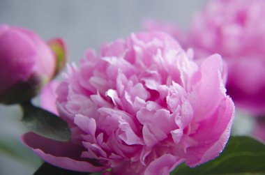 Şakayık Çiçeği arka plan. Şakayık çiçekleri closeup