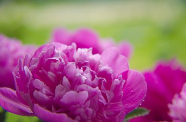 Şakayık Çiçeği arka plan. Şakayık çiçekleri closeup