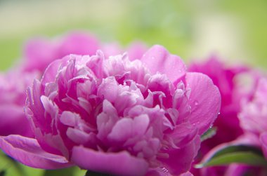 pembe peonies. Soyut pembe Şakayık çiçeği arka plan. Pembe Şakayık makro