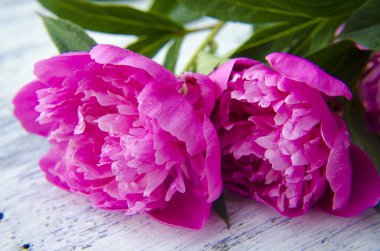 Beyaz ahşap arka planda pembe şakayıklar