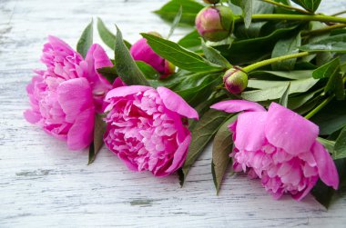 pembe peonies. Soyut pembe Şakayık çiçeği arka plan. Pembe Şakayık makro