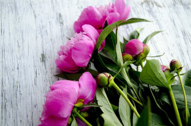 pembe peonies. Soyut pembe Şakayık çiçeği arka plan. Pembe Şakayık makro