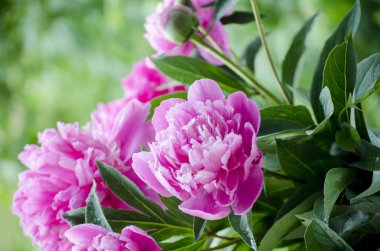 pembe peonies. Soyut pembe Şakayık çiçeği arka plan. Pembe Şakayık makro