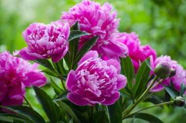 pembe peonies. Soyut pembe Şakayık çiçeği arka plan. Pembe Şakayık makro