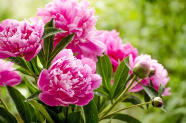 pembe peonies. Soyut pembe Şakayık çiçeği arka plan. Pembe Şakayık makro