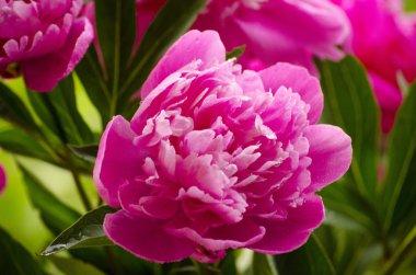 pembe peonies. Soyut pembe Şakayık çiçeği arka plan. Pembe Şakayık makro