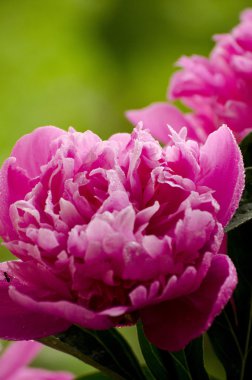 pembe peonies. Soyut pembe Şakayık çiçeği arka plan. Pembe Şakayık makro