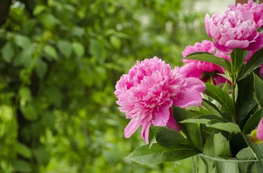 pembe peonies. Soyut pembe Şakayık çiçeği arka plan. Pembe Şakayık makro