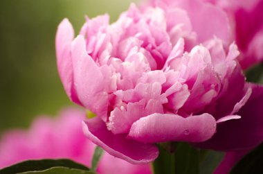 Yakın çekim Şakayık Çiçeği