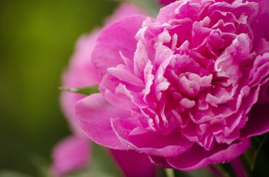pembe peonies. Soyut pembe Şakayık çiçeği arka plan. Pembe Şakayık makro