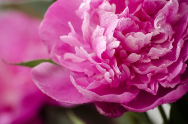 pembe peonies. Soyut pembe Şakayık çiçeği arka plan. Pembe Şakayık makro