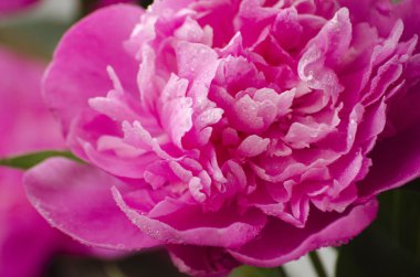 pembe peonies. Soyut pembe Şakayık çiçeği arka plan. Pembe Şakayık makro