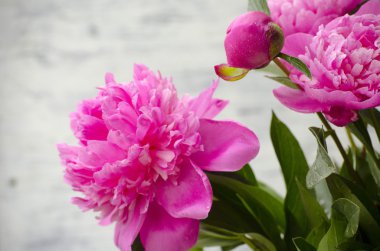 Pembe şakayık çiçekleri beyaz vintage ahşap zemin üzerinde. Alan, doygunluğu azaltılmış renkler kopyalayın. Düğün, hediye kartı, Sevgililer günü veya anneler günü arka plan