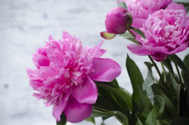 Pembe şakayık çiçekleri beyaz vintage ahşap zemin üzerinde. Alan, doygunluğu azaltılmış renkler kopyalayın. Düğün, hediye kartı, Sevgililer günü veya anneler günü arka plan