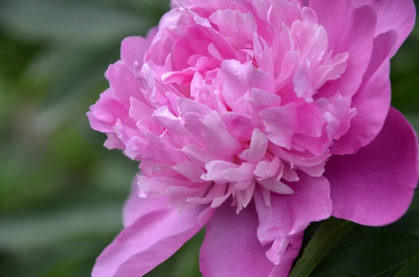 Isto é peônia rosa, peônia vermelha . — Fotografia de Stock