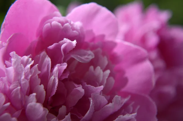 Peônia rosa com gotas de água de perto em alta chave — Fotografia de Stock