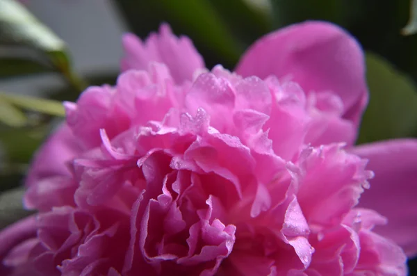 Peônia rosa com gotas de água de perto em alta chave — Fotografia de Stock