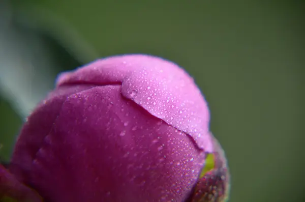 Rosa pion med vattendroppar på nära håll i hög nyckel — Stockfoto