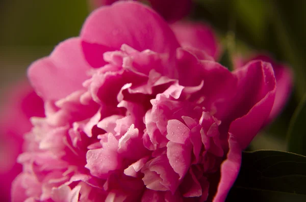 Flores cor-de-rosa. Macro peónia — Fotografia de Stock