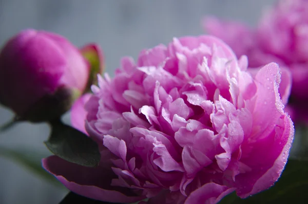 Fundo de flor de peônia.Fechar-se de flores de peônia — Fotografia de Stock