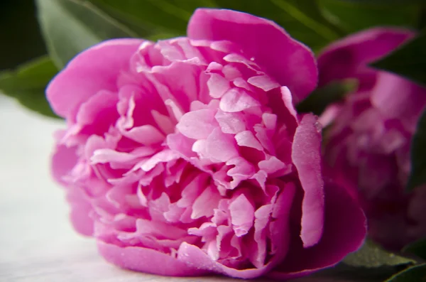 Розовые пионы на белом деревянном фоне — стоковое фото