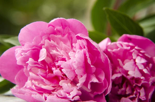 Peônias rosa no fundo de madeira branco — Fotografia de Stock