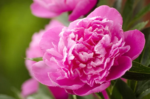 Flor de peônia, close-up — Fotografia de Stock