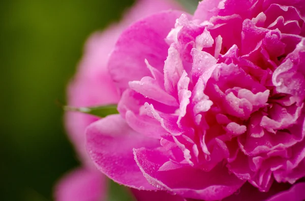 Pedónias cor-de-rosa. Abstrato rosa peônia flor fundo. Rosa peônia macro — Fotografia de Stock