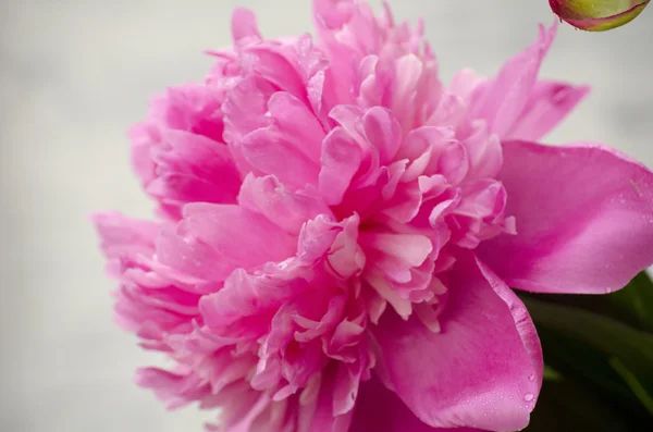 Rosa Pfingstrosenblüten auf weißem Vintage-Holzhintergrund. Kopierraum, entsättigte Farben. Hochzeit, Gutschein, Valentinstag oder Muttertag Hintergrund — Stockfoto