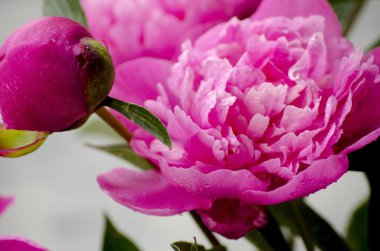 Pembe şakayık çiçekleri beyaz vintage ahşap zemin üzerinde. Alan, doygunluğu azaltılmış renkler kopyalayın. Düğün, hediye kartı, Sevgililer günü veya anneler günü arka plan