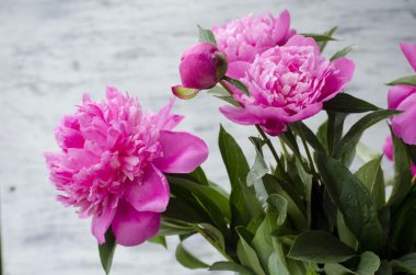 Pembe şakayık çiçekleri beyaz vintage ahşap zemin üzerinde. Alan, doygunluğu azaltılmış renkler kopyalayın. Düğün, hediye kartı, Sevgililer günü veya anneler günü arka plan