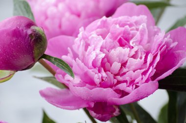 Pembe şakayık çiçekleri beyaz vintage ahşap zemin üzerinde. Alan, doygunluğu azaltılmış renkler kopyalayın. Düğün, hediye kartı, Sevgililer günü veya anneler günü arka plan