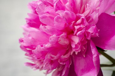 Pembe şakayık çiçekleri beyaz vintage ahşap zemin üzerinde. Alan, doygunluğu azaltılmış renkler kopyalayın. Düğün, hediye kartı, Sevgililer günü veya anneler günü arka plan