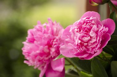 pembe peonies. Soyut pembe Şakayık çiçeği arka plan. Pembe Şakayık makro
